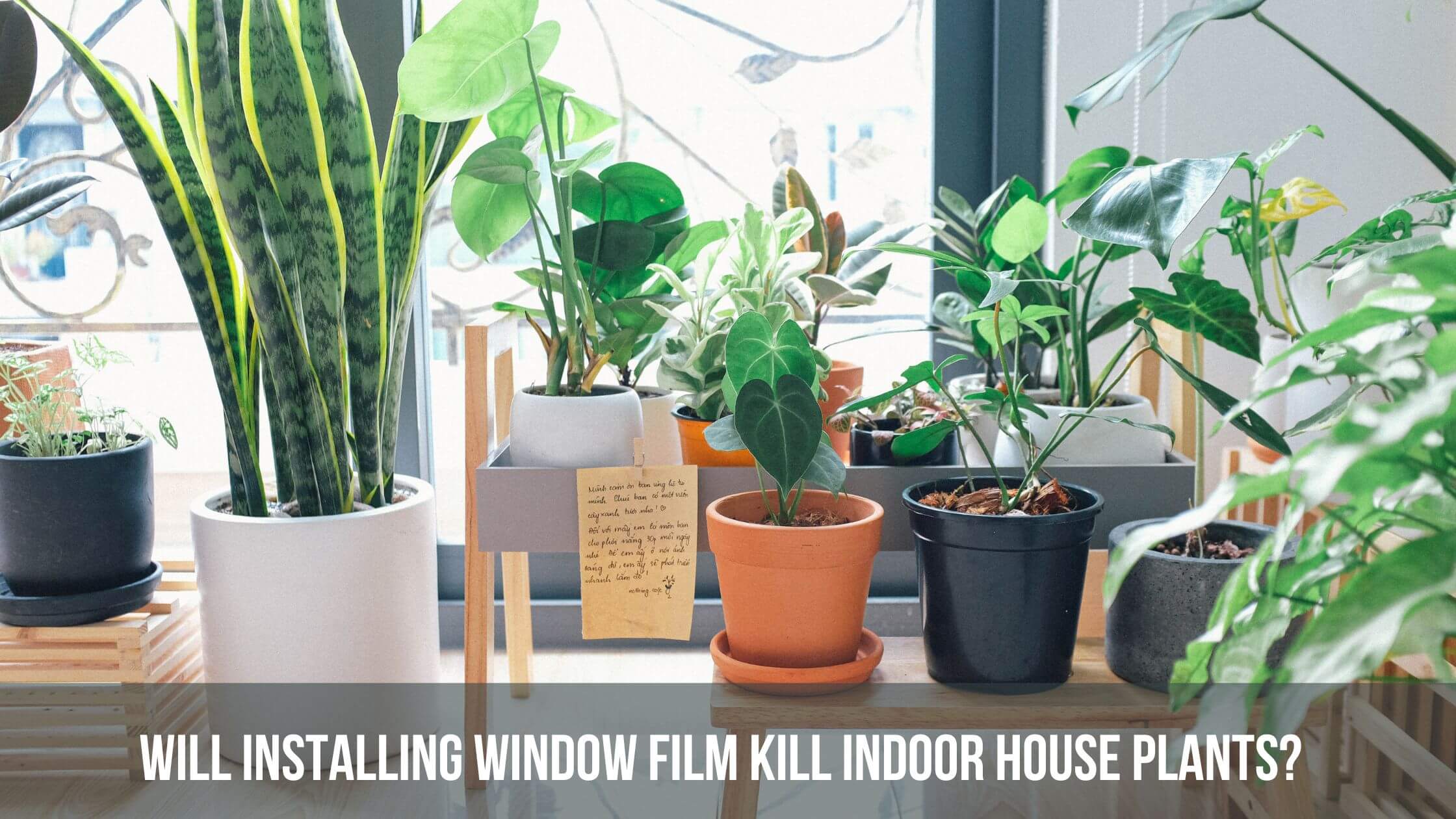 Will Installing Window Film Kill Indoor House Plants?